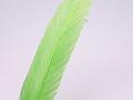 Feather color - Green